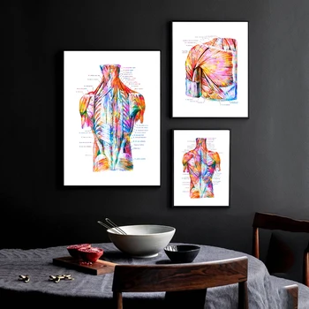 Anatomija Mišića Torza Poster voda u boji Tisak Zdravstveno Umjetnost Anatomija Struktura Leđa Medicinski i Znanstveni Poster na Platnu