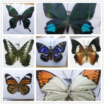 Kombinacija veličine Pravi Uzorak Leptira u Boji Insekti Izrada Leptira s Kućnim Dekorom Okvir Dekoracije Dekoracija Stola Odabrati